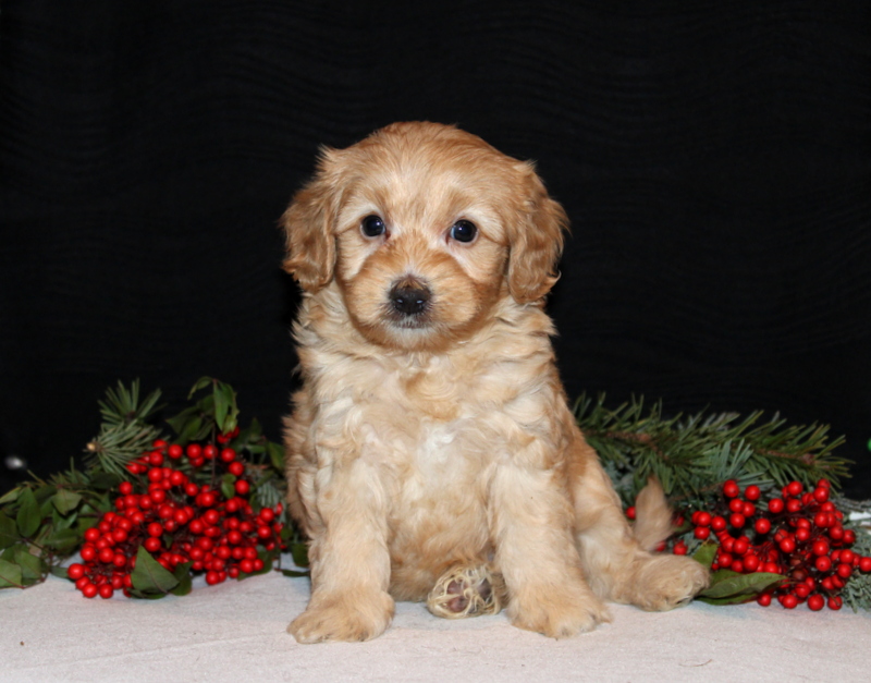 puppy, for, sale, Morki-Poo, Matthew B. Stoltzfus, dog, breeder, Gap, PA, dog-breeder, puppy-for-sale, forsale, nearby, find, puppyfind, locator, puppylocator, aca